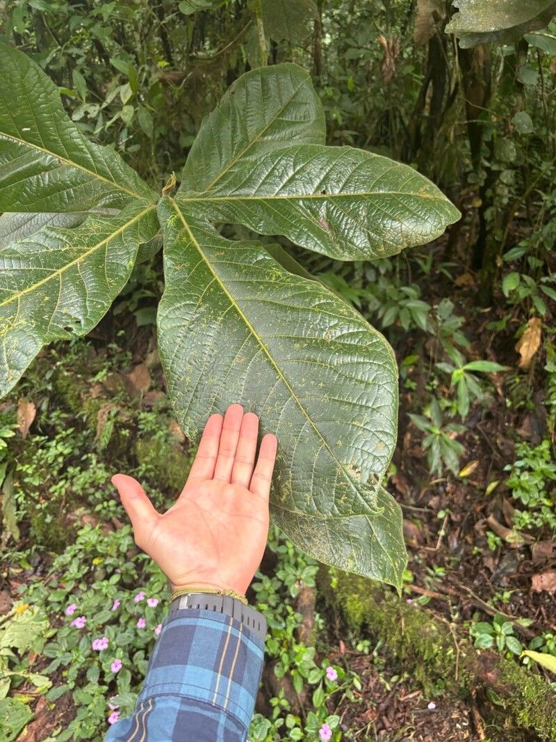 Ocotea lentii leaf