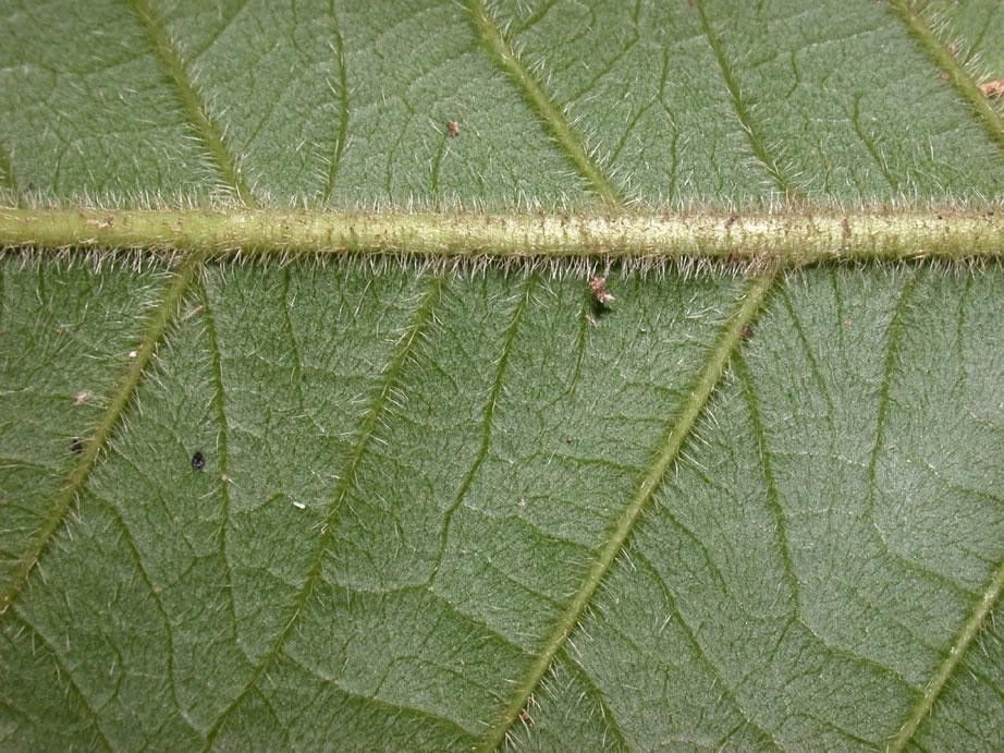 Guarea pilosa — houseplant care guide