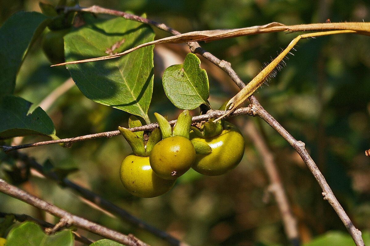 Diospyros squarrosa fruit