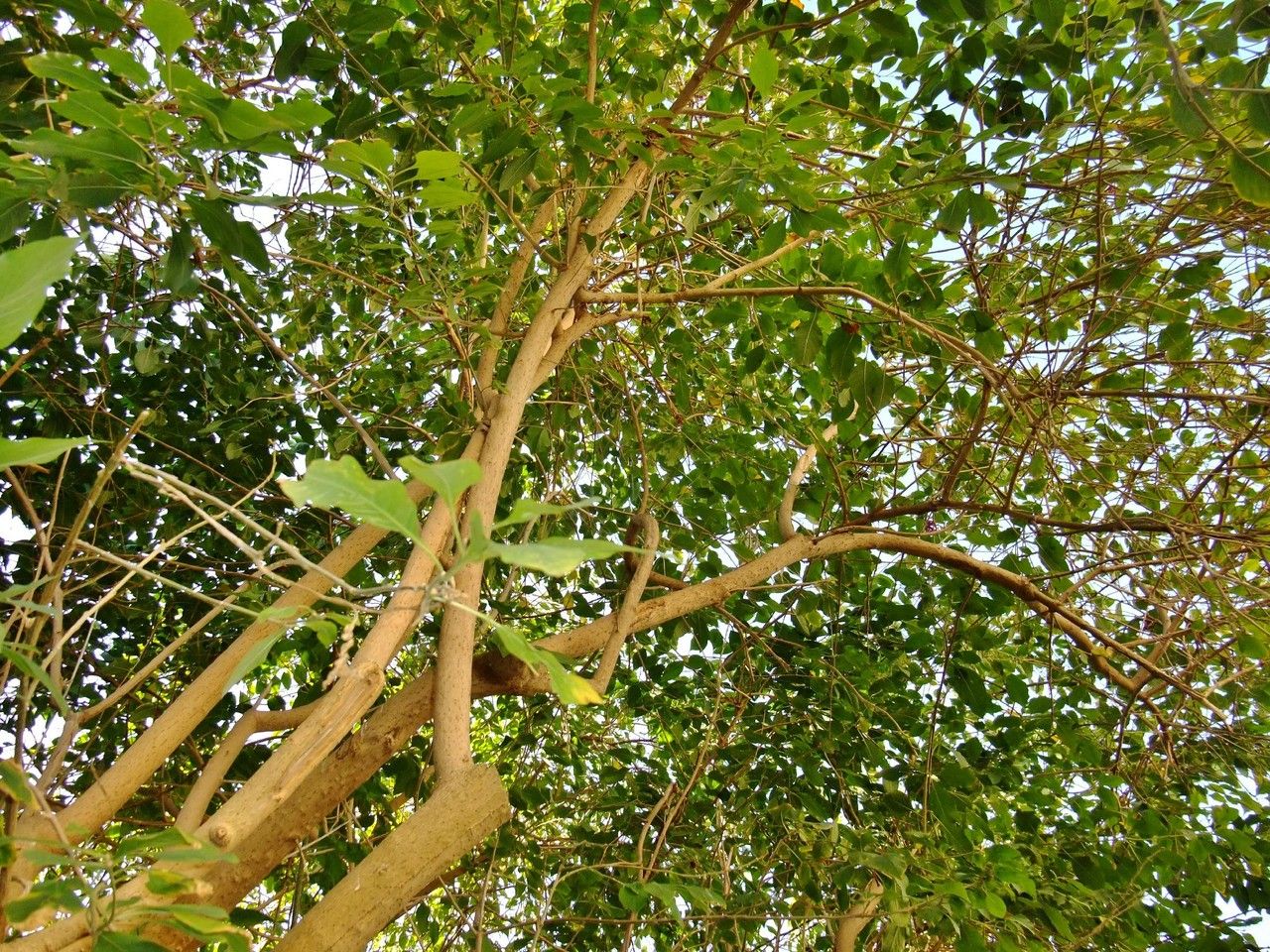 Iochroma cyaneum bark