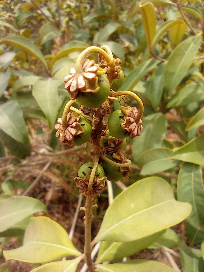 Byrsonima japurensis fruit