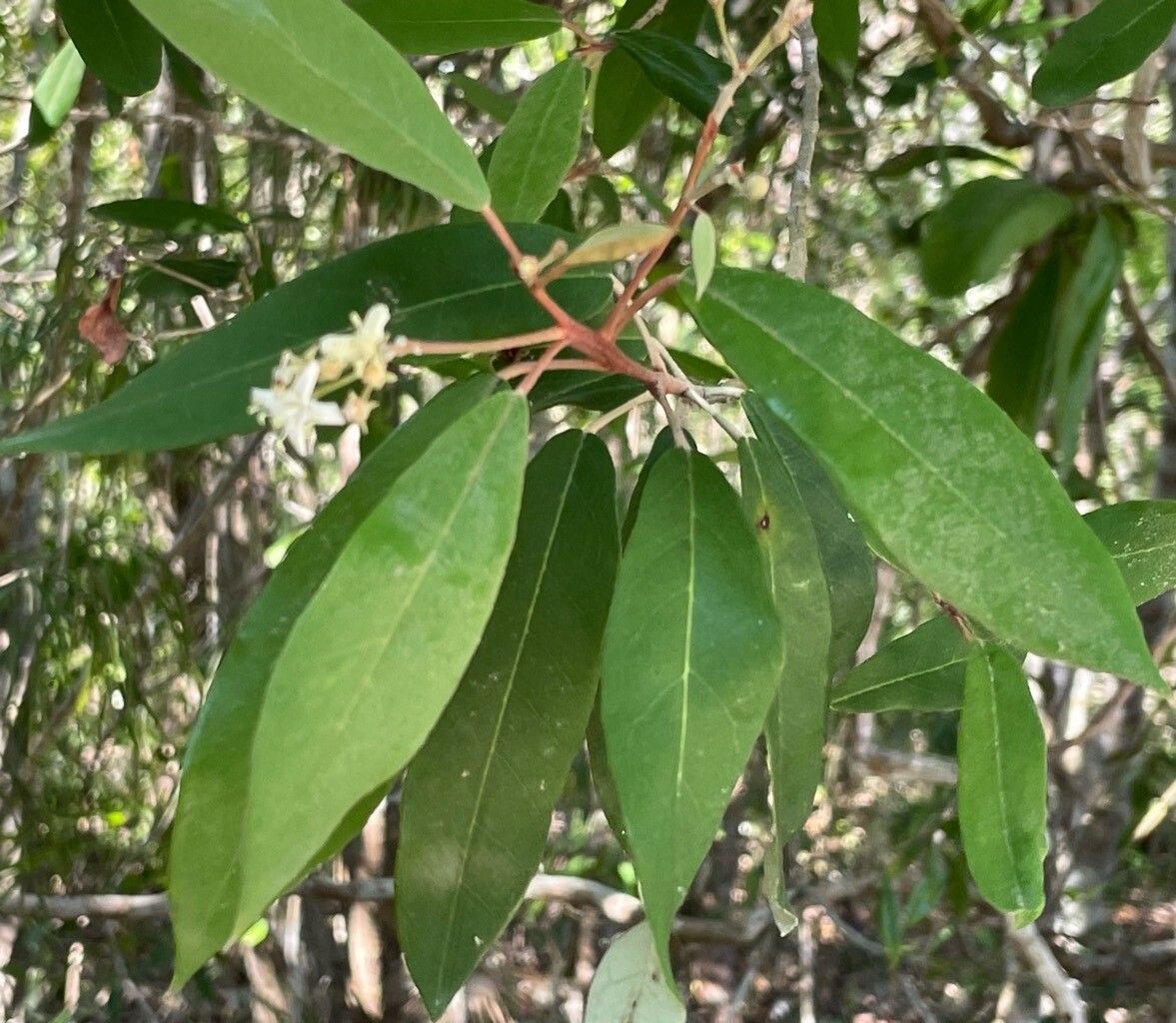 Morisonia ferruginea flower