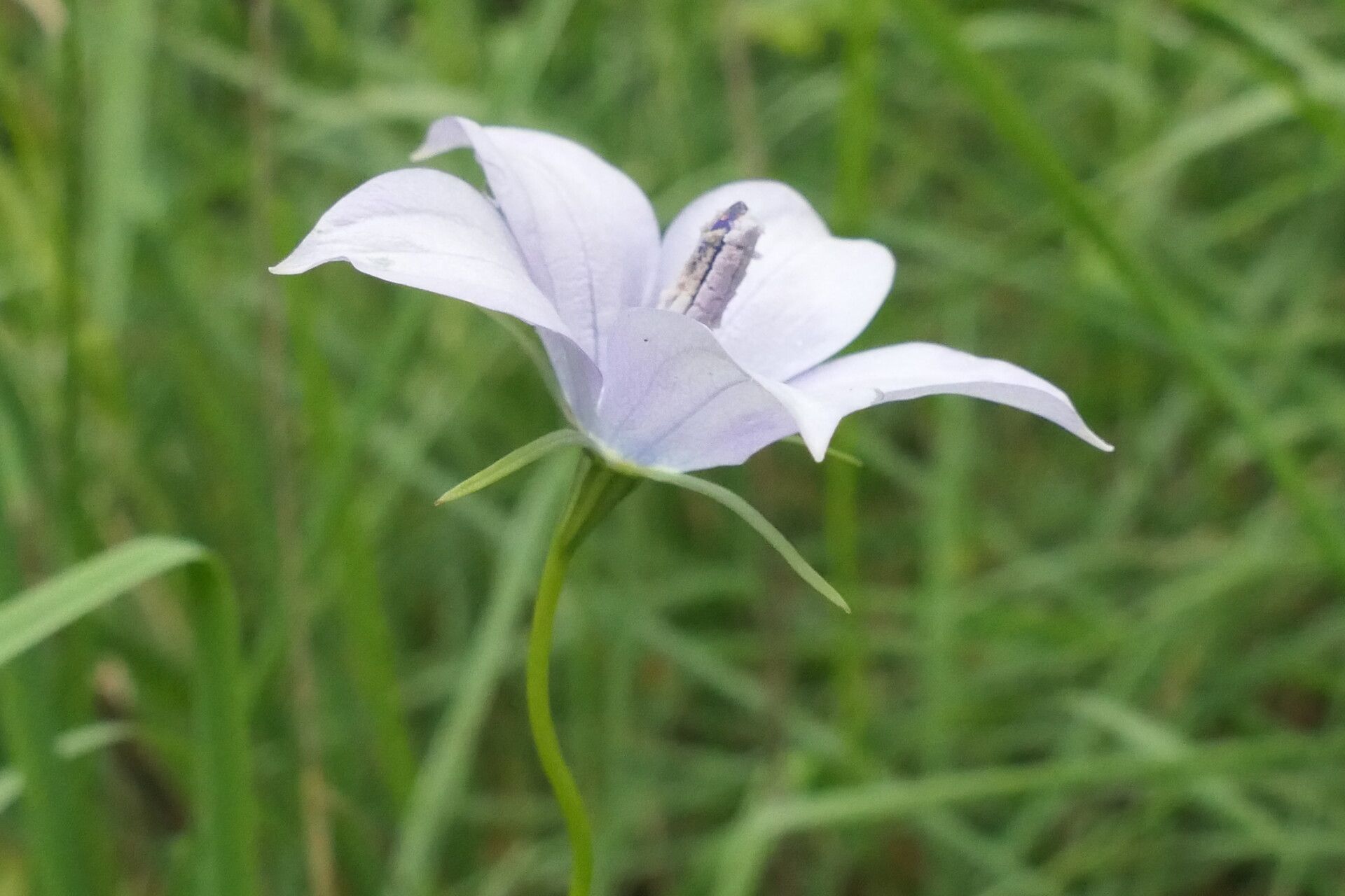 Wahlenbergia undulata flower
