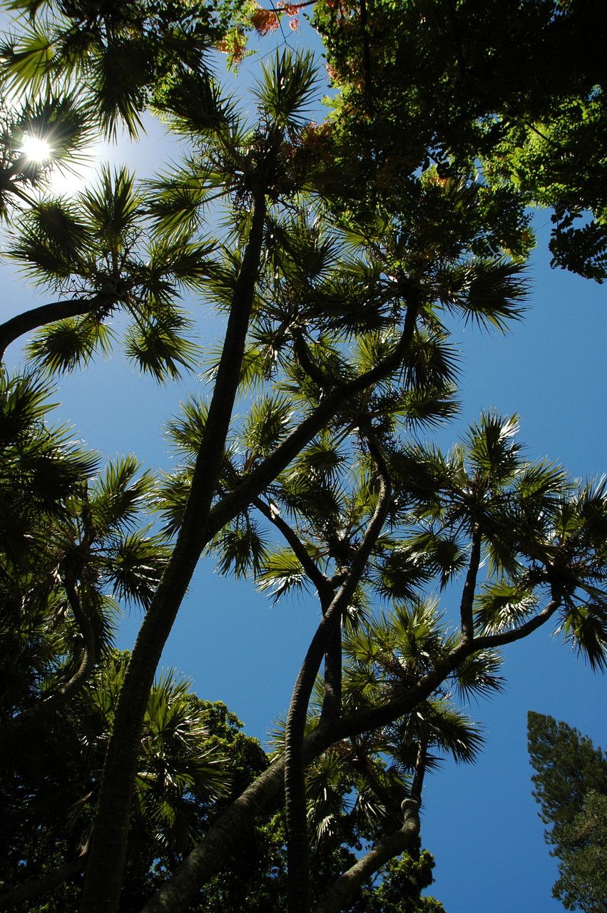 Hyphaene thebaica — houseplant care guide