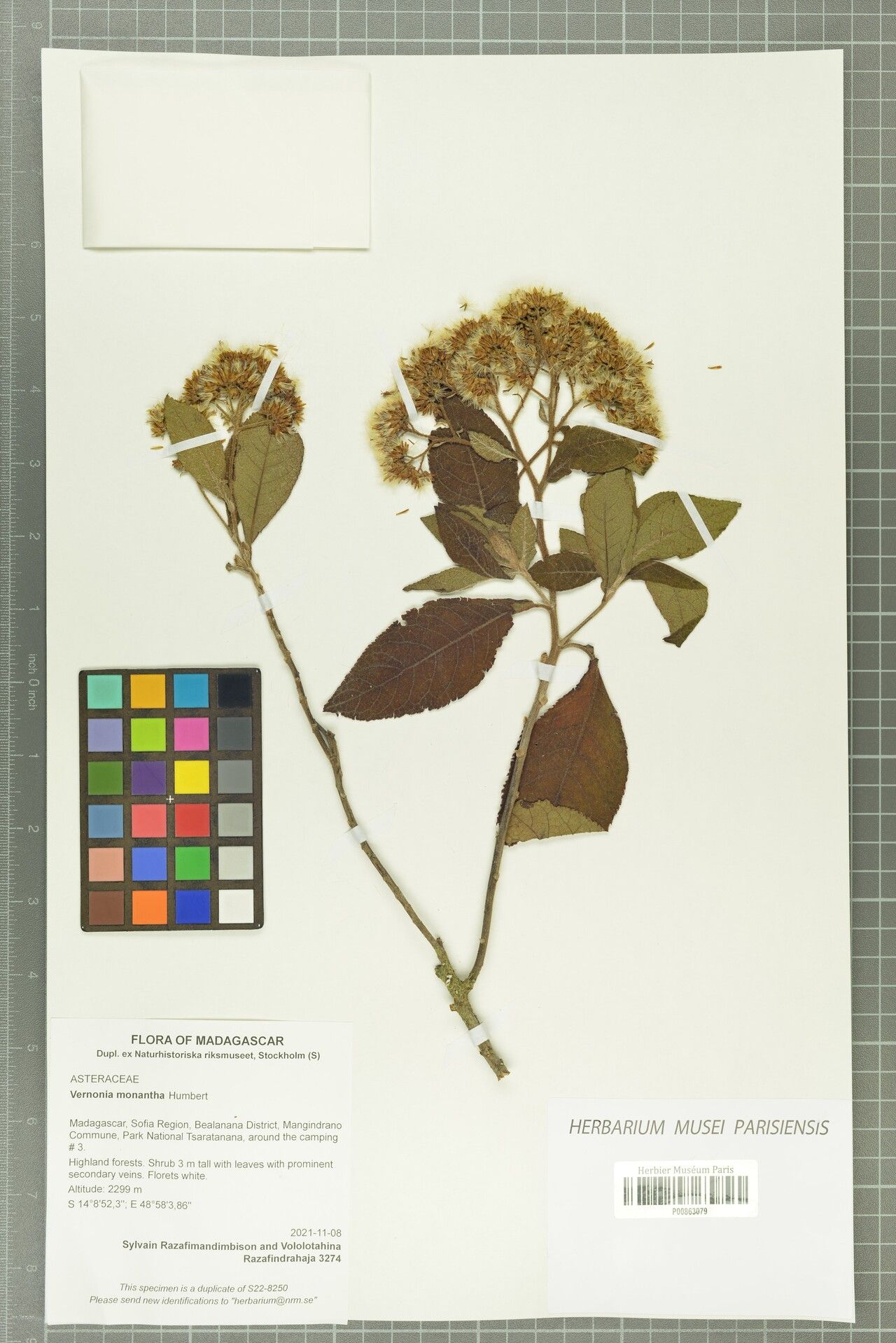 Vernonia monantha — houseplant care guide