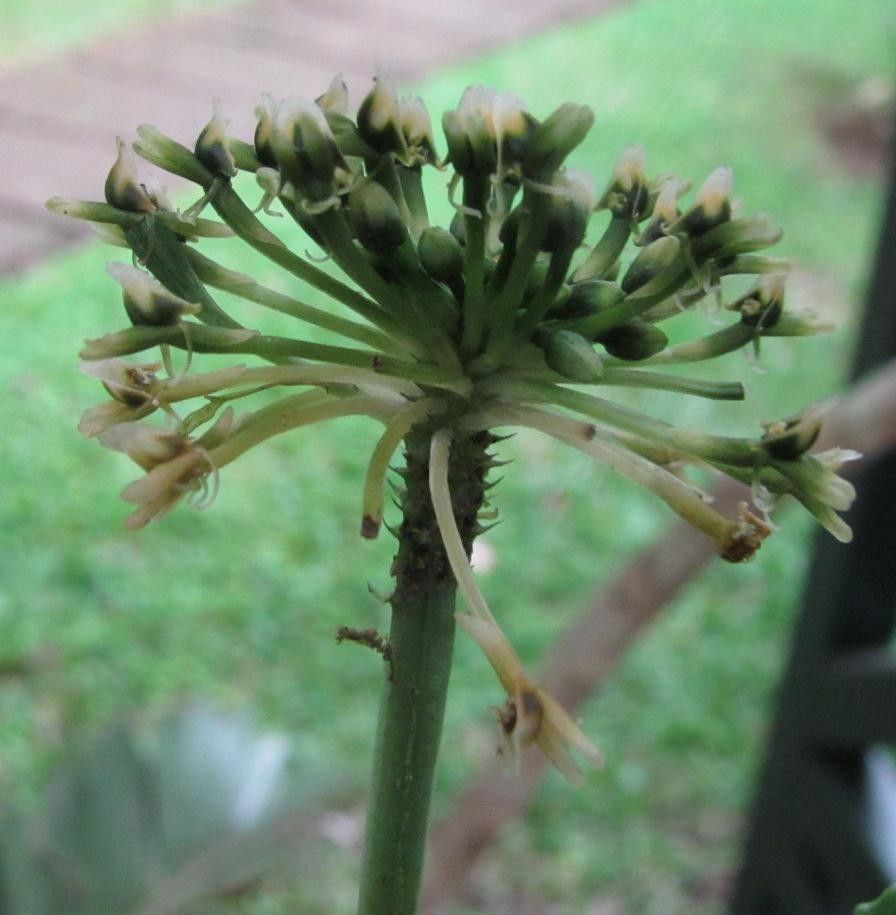 Malaxis excavata — related species from the same genus