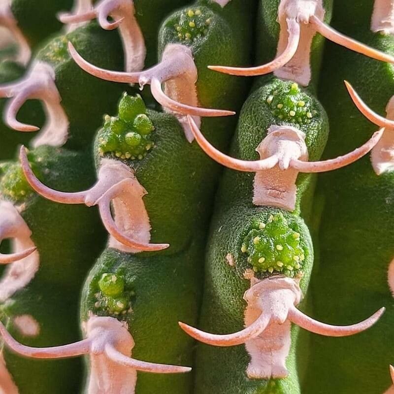 Euphorbia columnaris — houseplant care guide