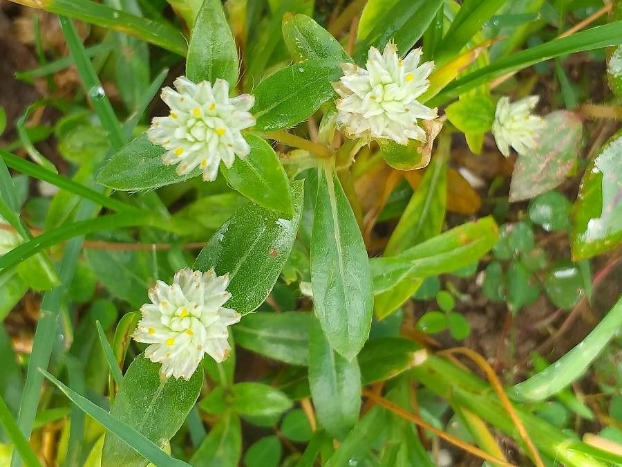 Gomphrena serrata — search result for 'Gomphrena'