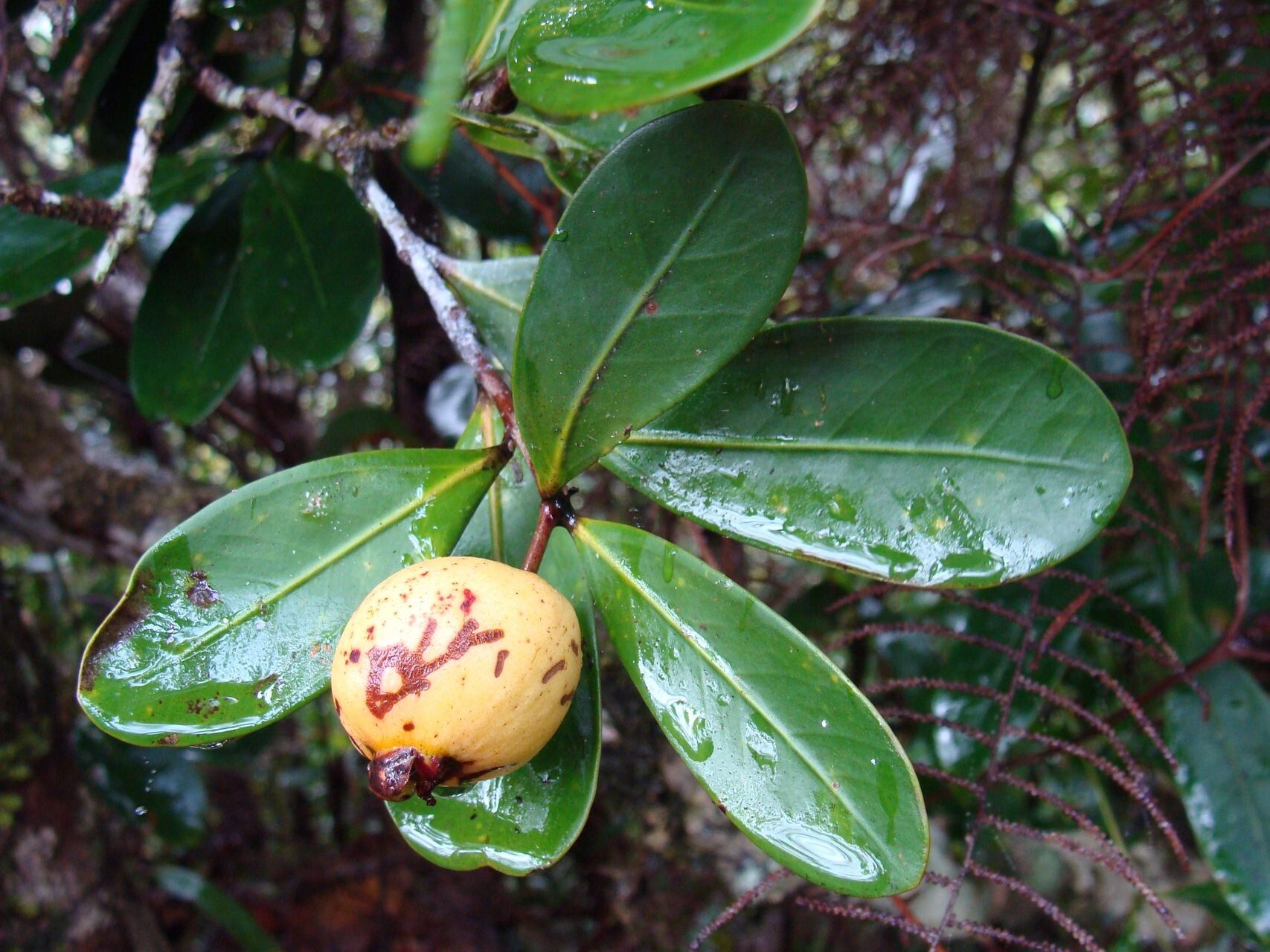 Syzygium paniense — houseplant care guide