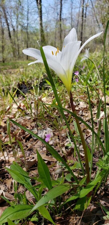 Zephyranthes atamasco habit