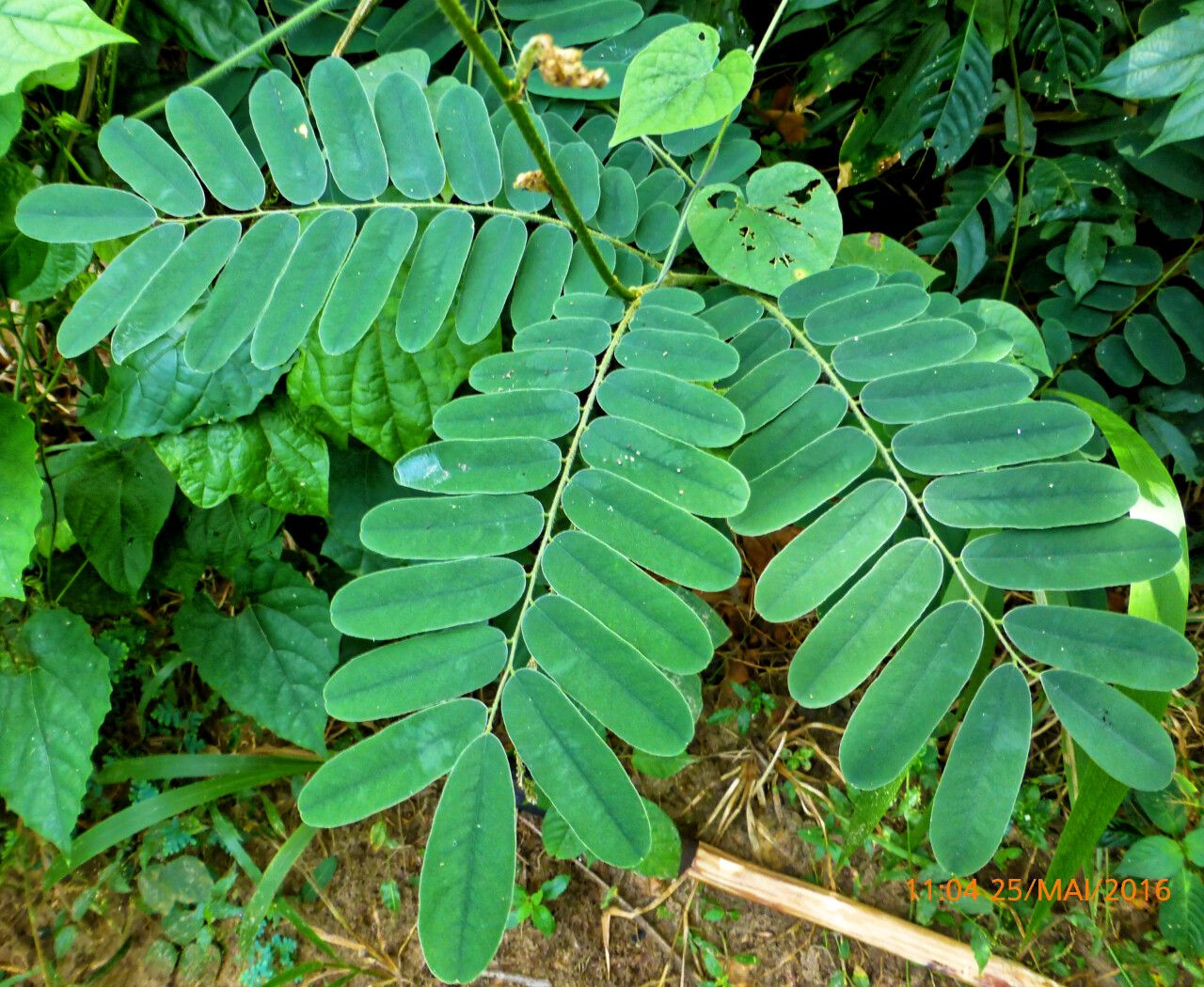 Dalbergia saxatilis leaf