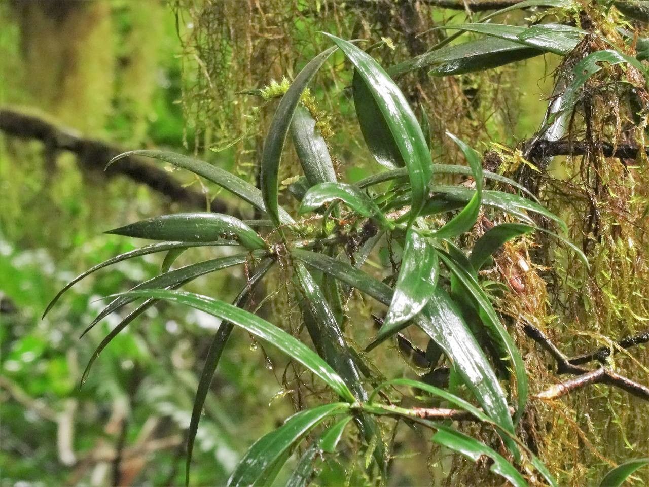 Podocarpus coriaceus — search result for 'Dominican Republic'