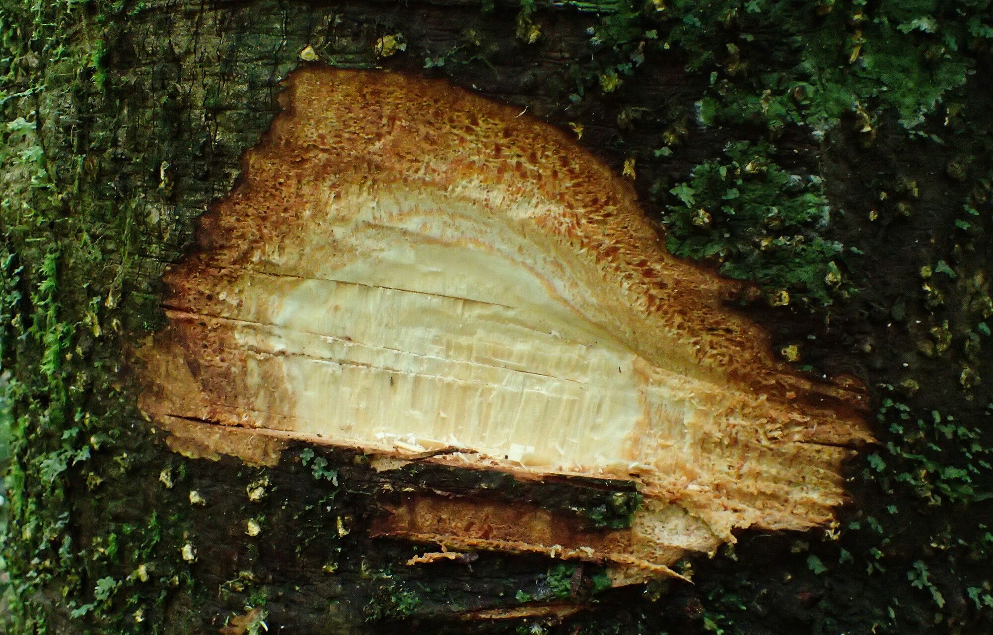 Zanthoxylum thomense — houseplant care guide