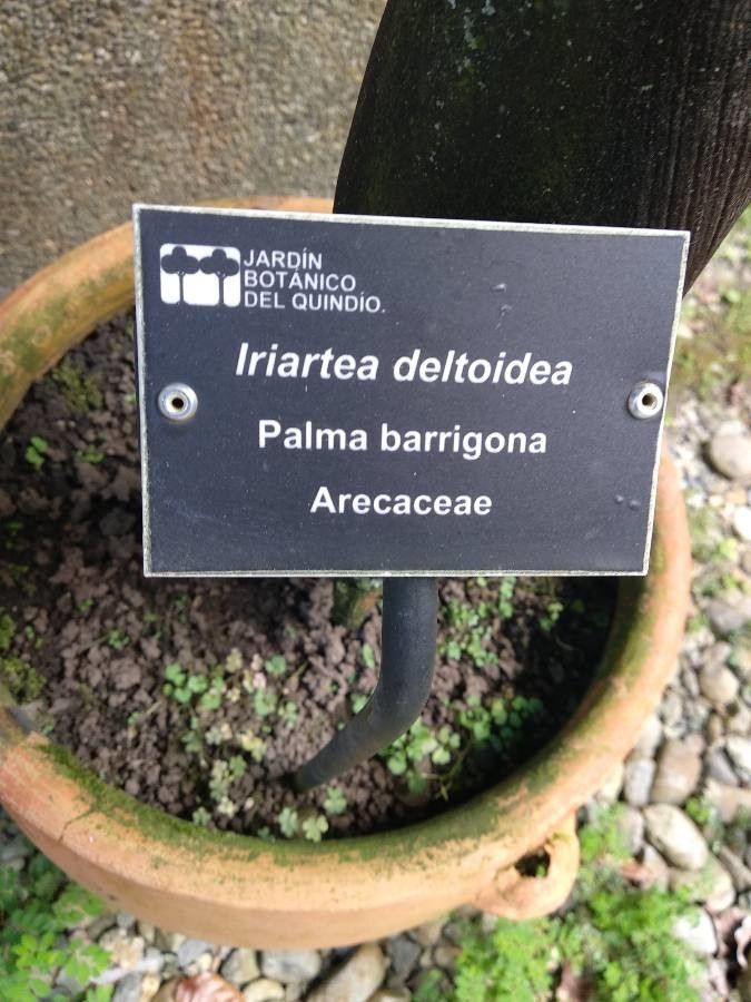 Iriartea deltoidea other