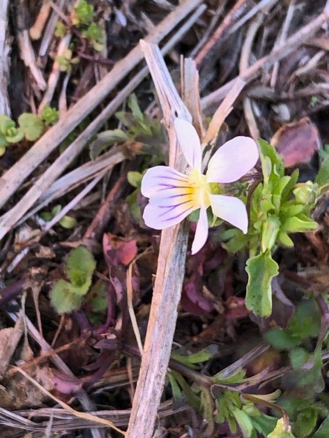 Viola bicolor flower