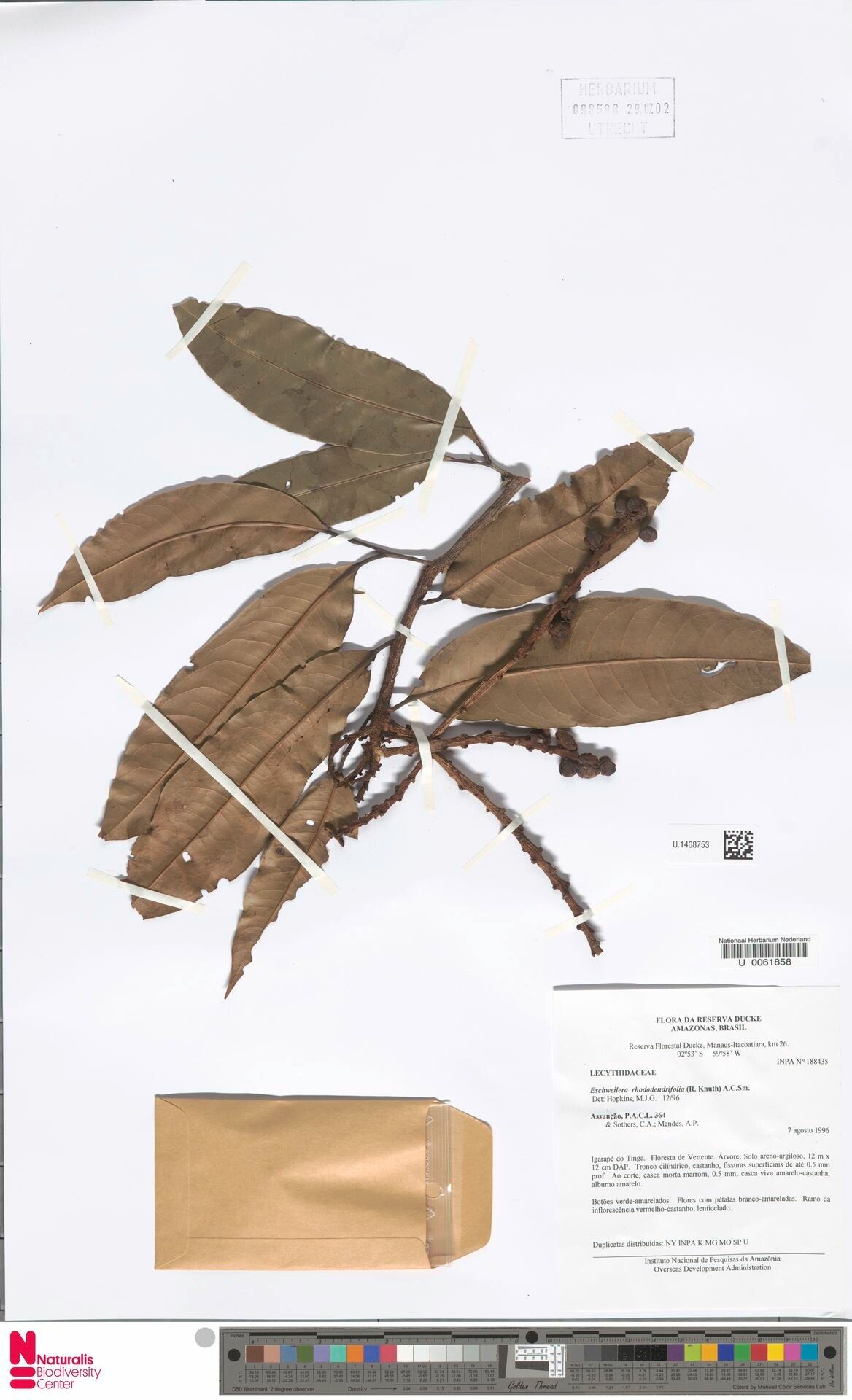 Eschweilera rhododendrifolia leaf