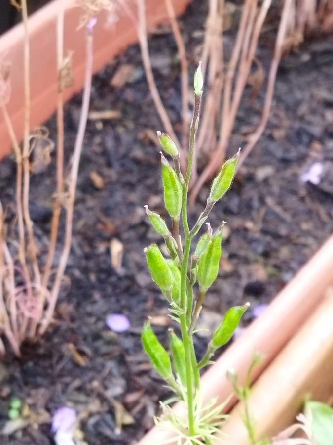 Consolida ajacis fruit