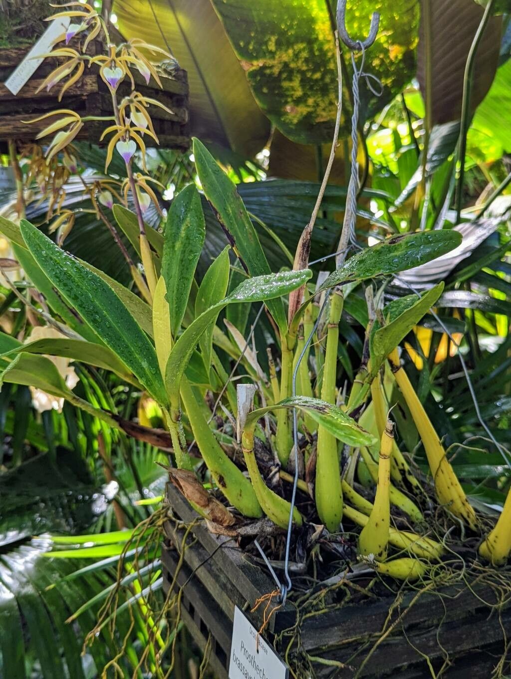 Prosthechea brassavolae habit