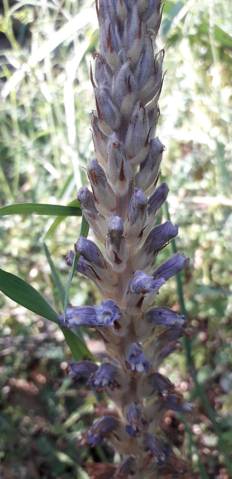 Orobanche schultzii flower