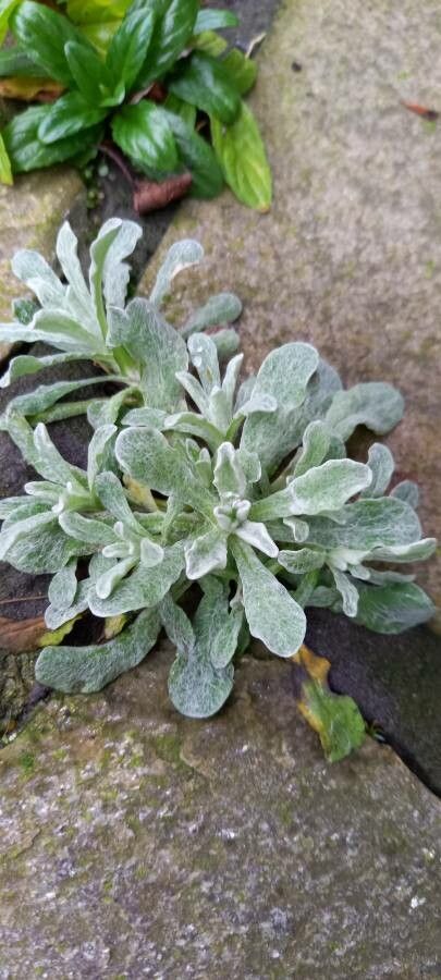 Helichrysum luteoalbum — search result for 'Helichrysum'