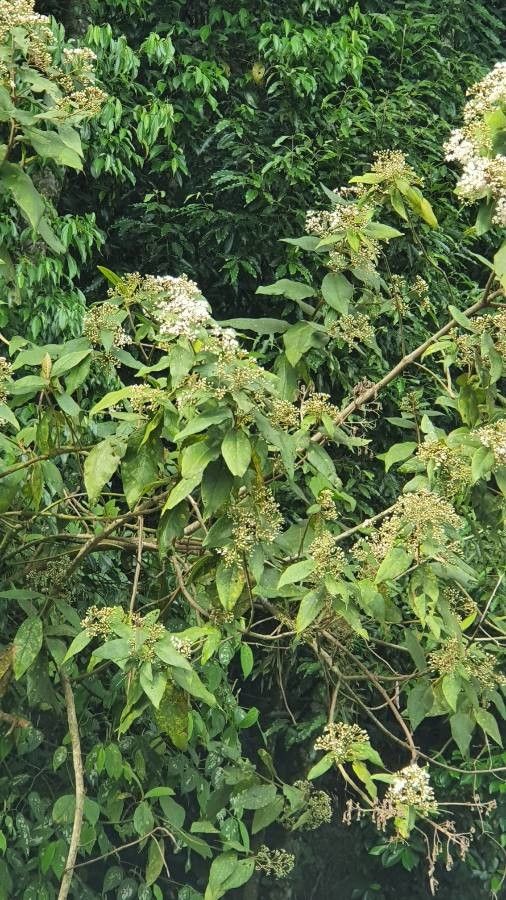 Cordia alliodora — search result for 'Ecuador'