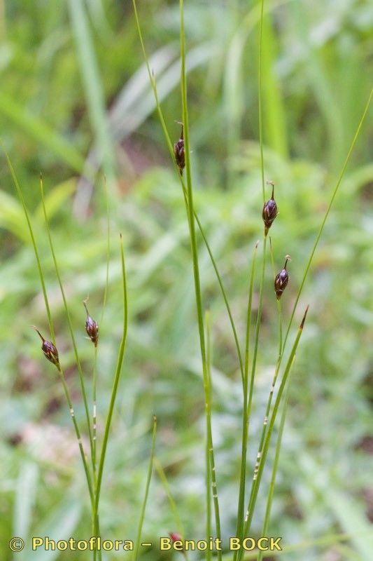 Juncus monanthos other
