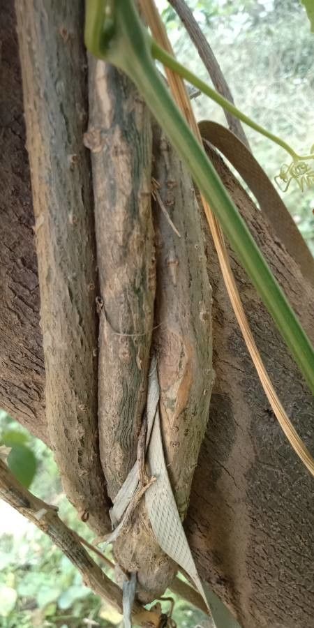 Tinospora crispa bark