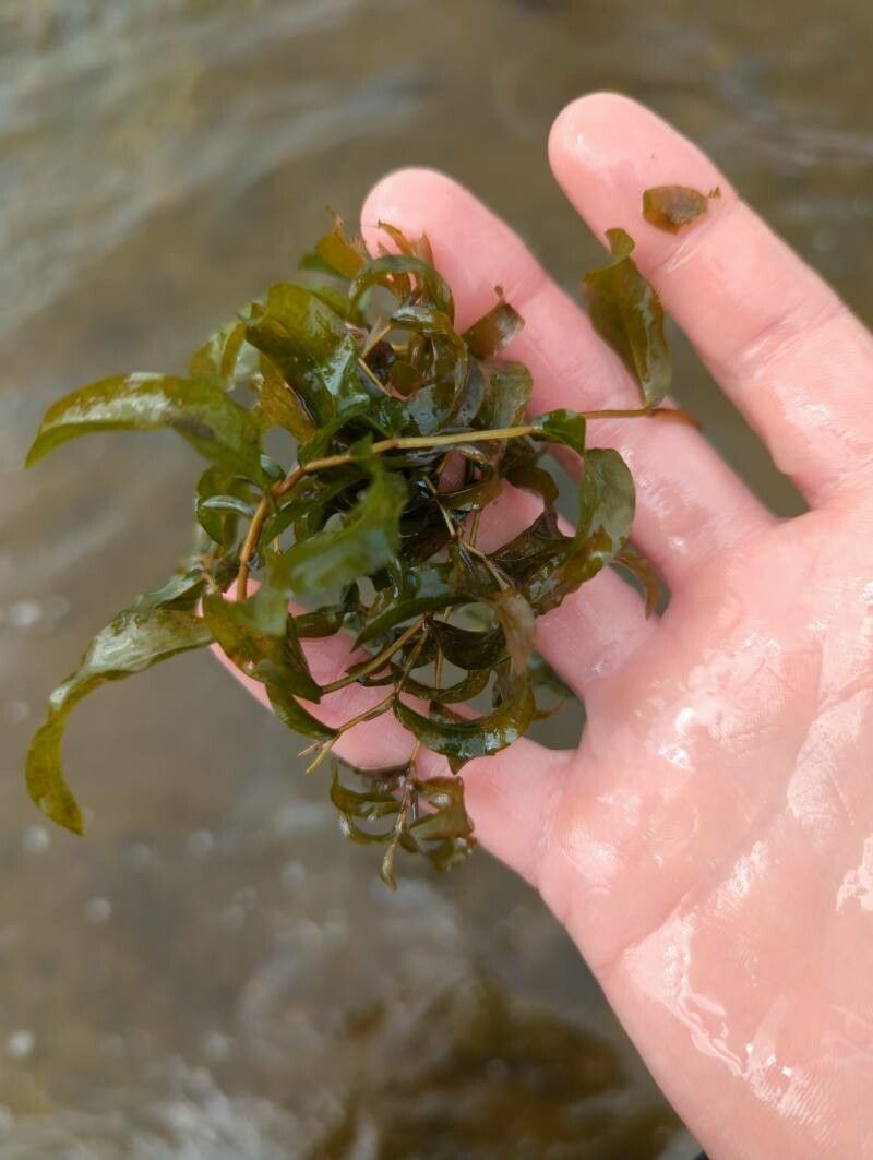 Potamogeton gramineus leaf