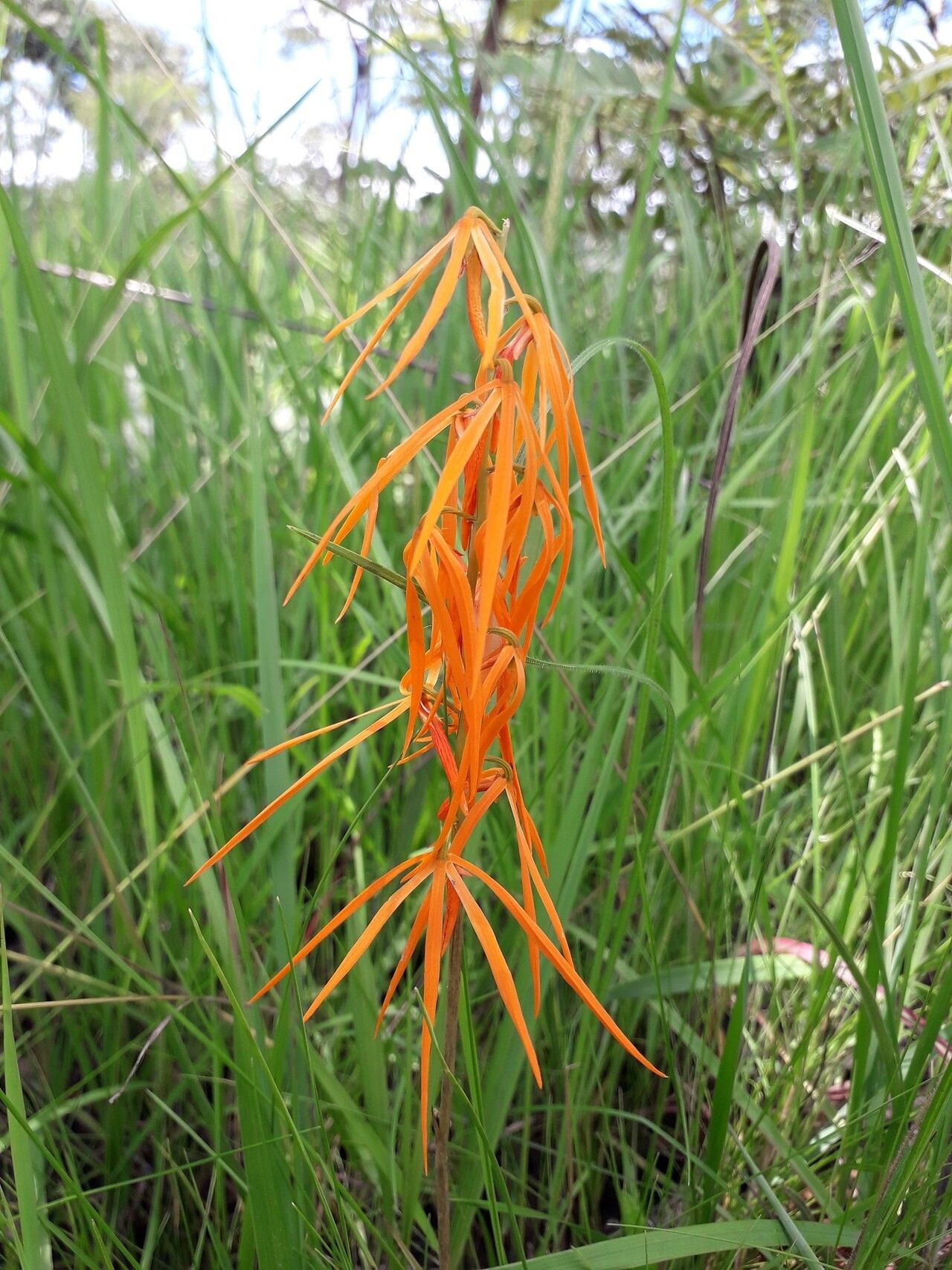 Eulophia walleri — houseplant care guide