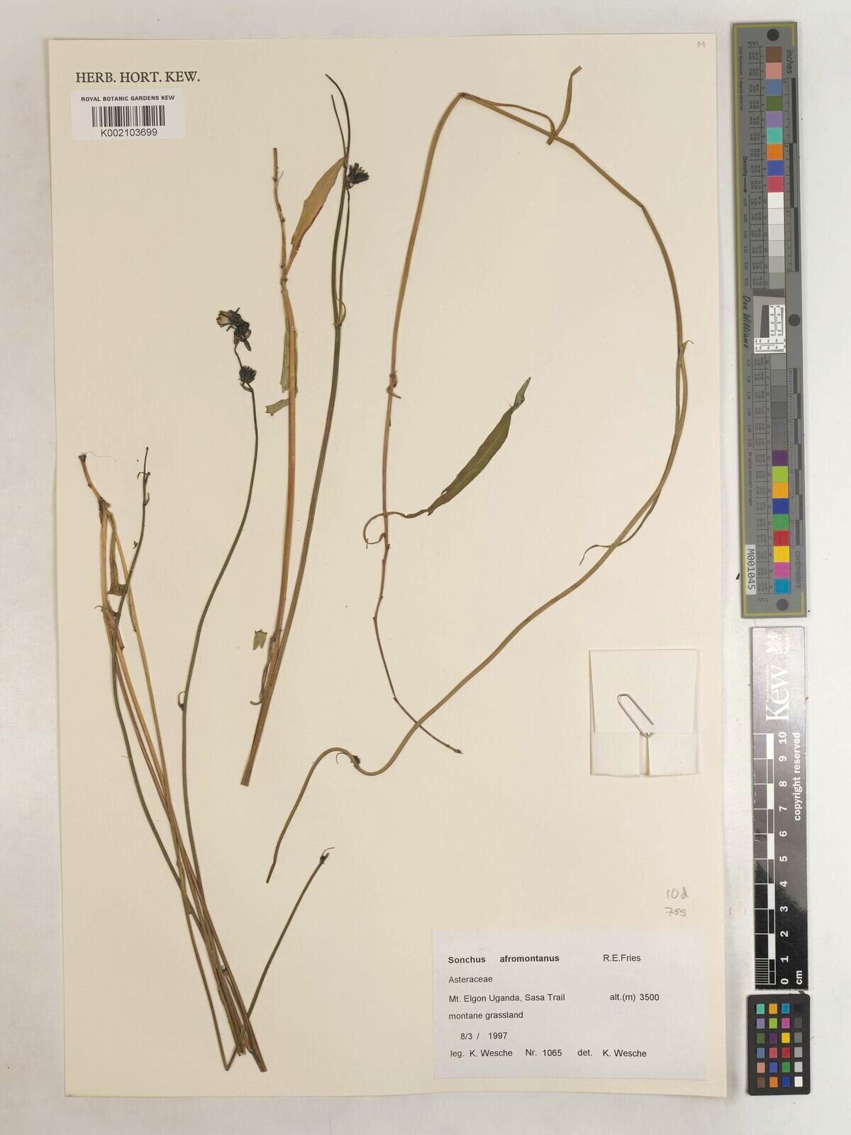 Sonchus afromontanus