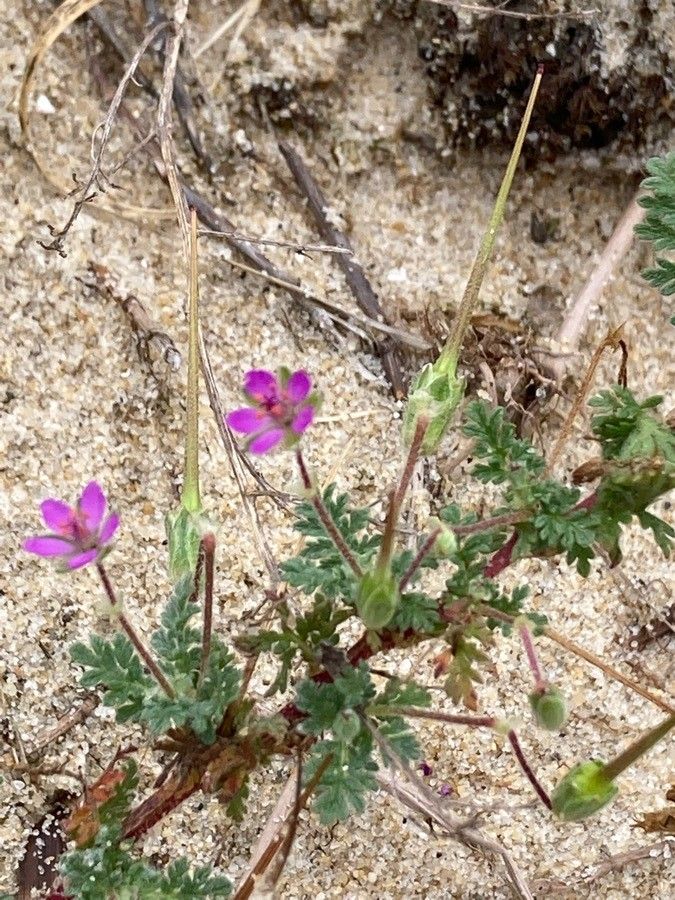Erodium lebelii fruit