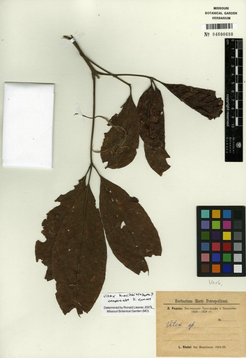 Vitex brevilabiata — search result for 'Vitex'