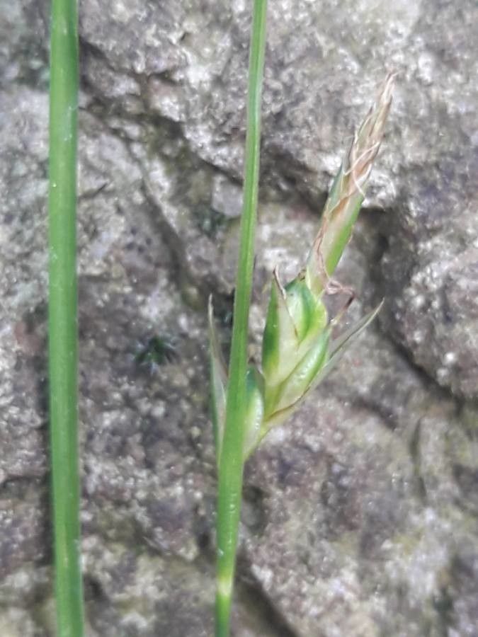 Carex distachya fruit