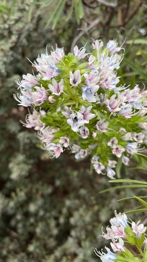 Echium decaisnei flower