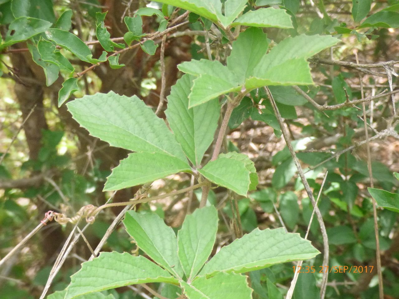 Cyphostemma vogelii leaf