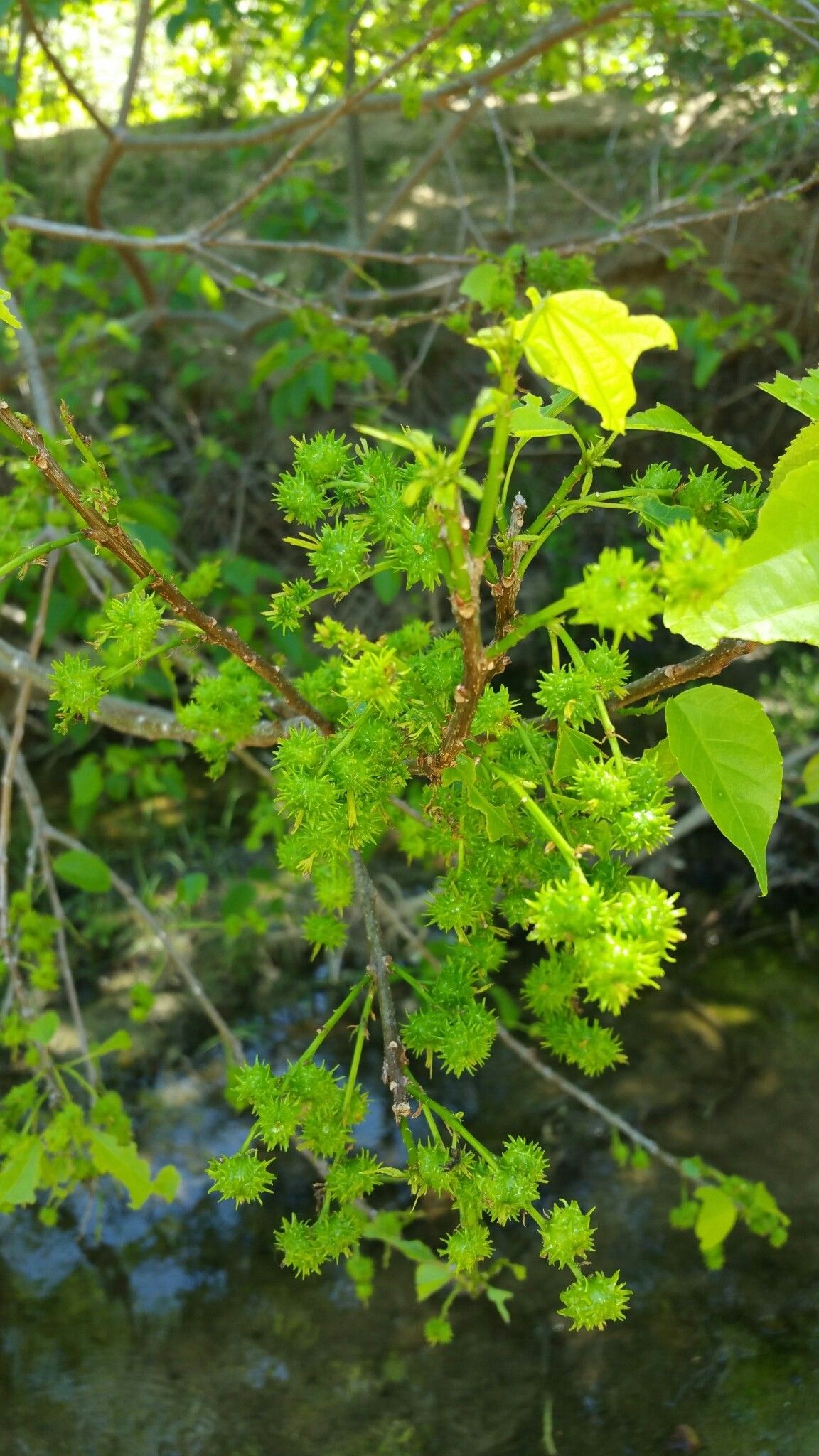 Alchornea alnifolia flower