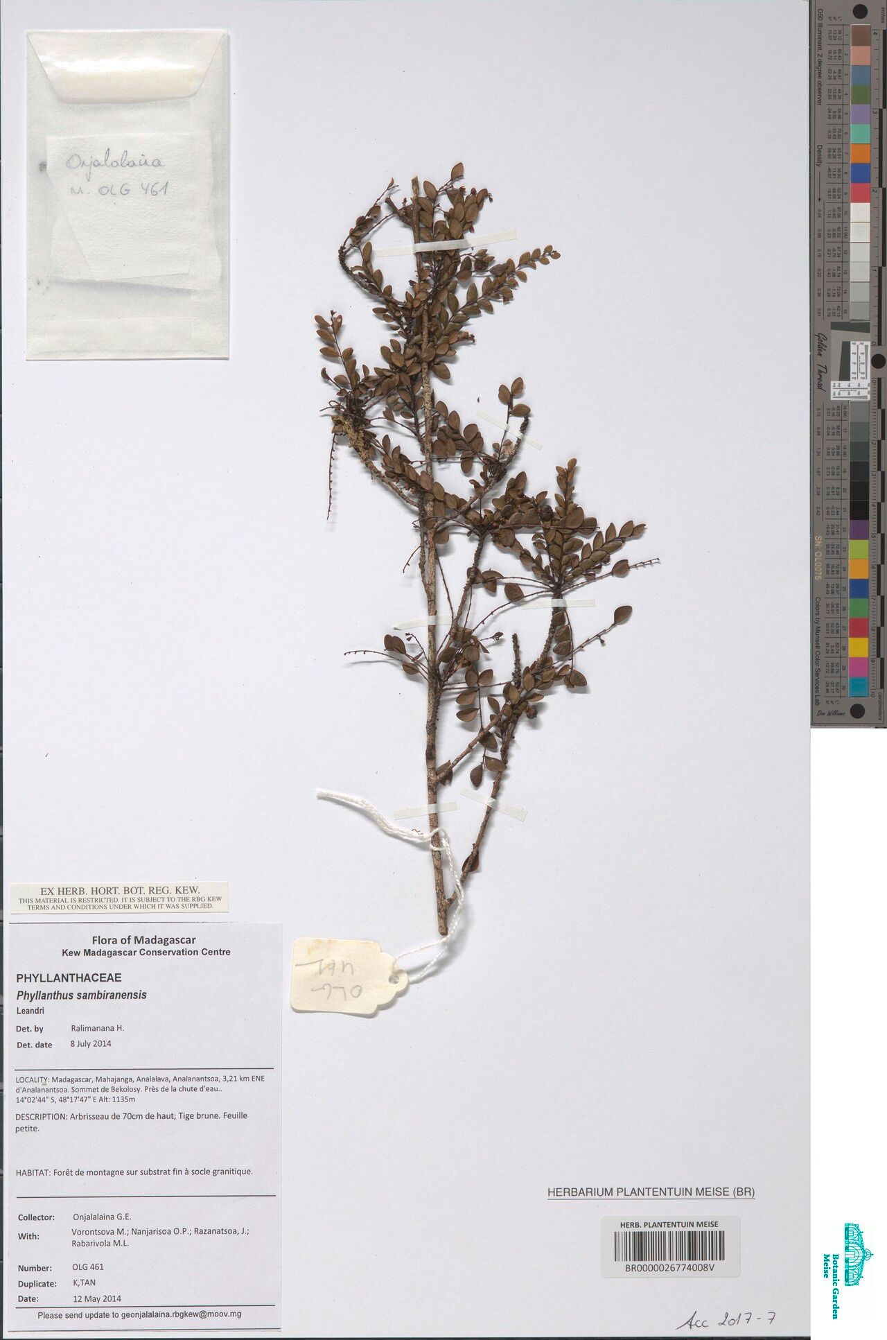 Phyllanthus sambiranensis — houseplant care guide