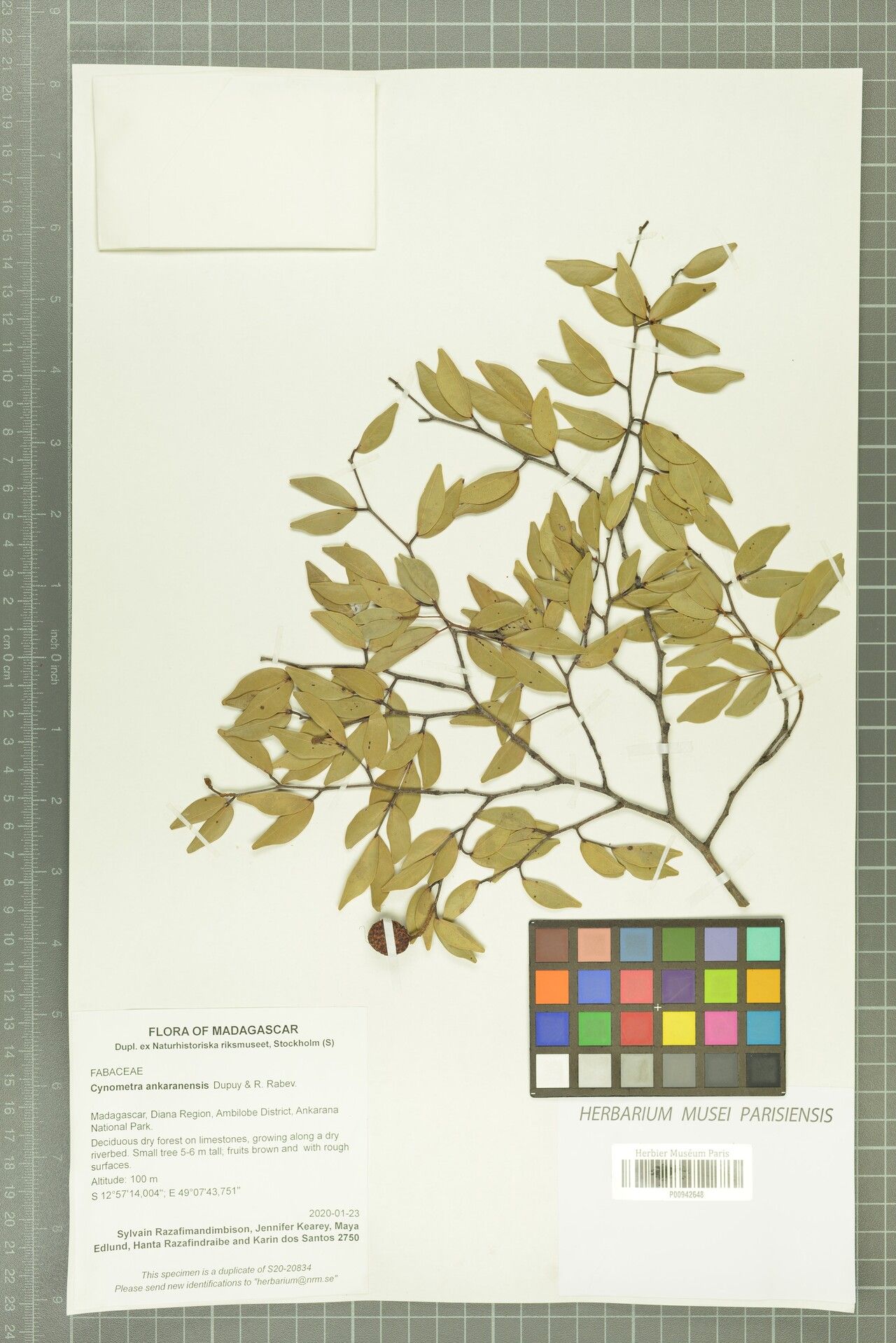 Cynometra ankaranensis — related species from the same genus