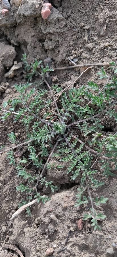 Chaenactis glabriuscula habit