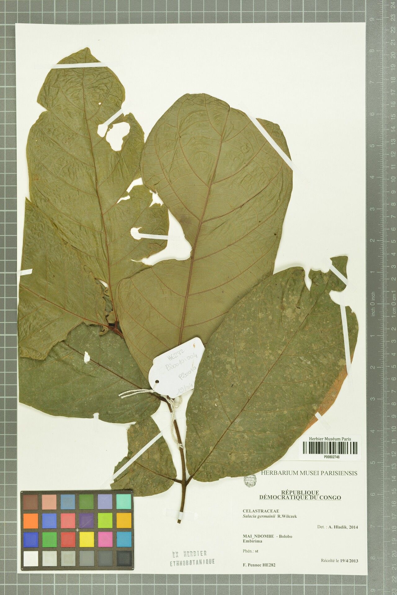 Salacia germainii — houseplant care guide