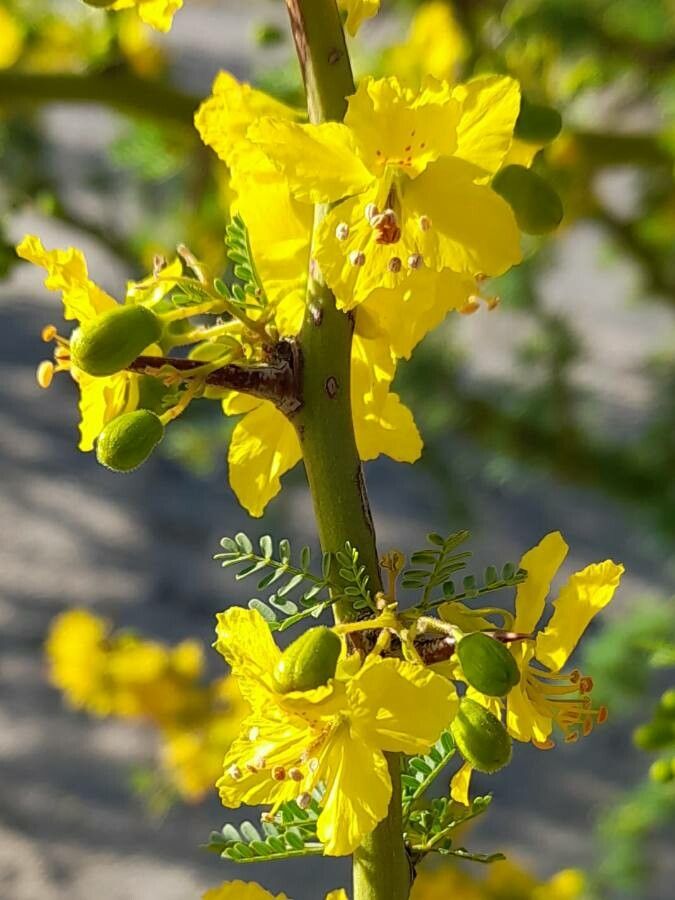 Parkinsonia praecox flower