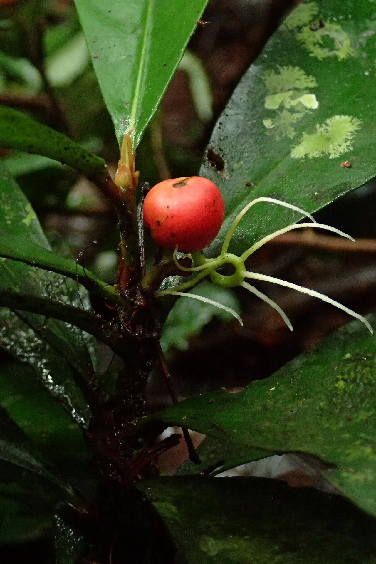 Ixora minutiflora fruit