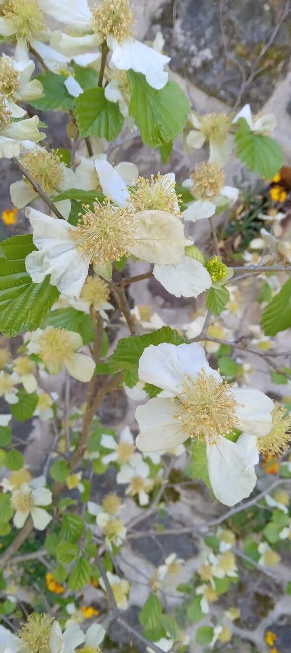 Parrotiopsis jacquemontiana flower