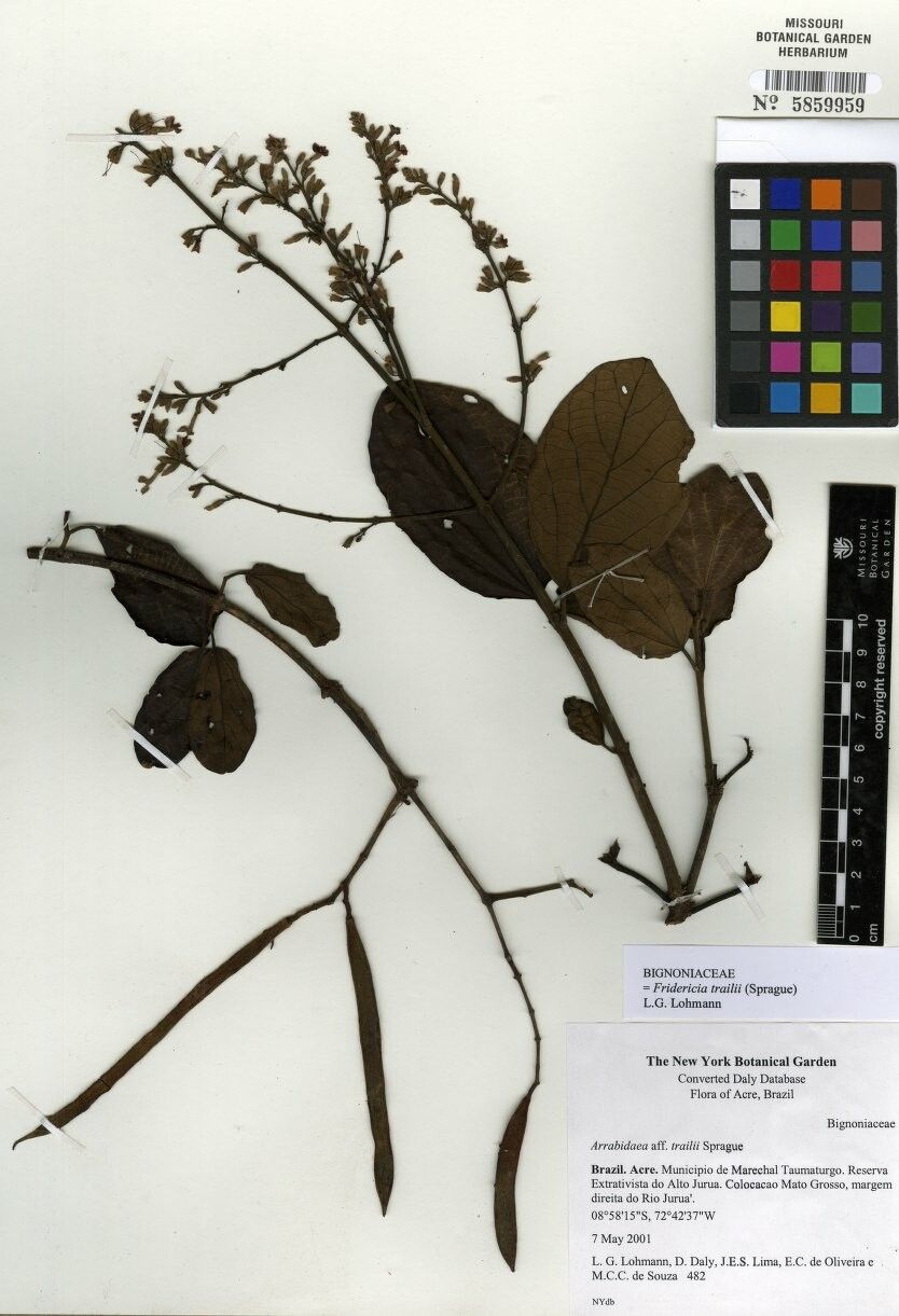 Fridericia trailii other