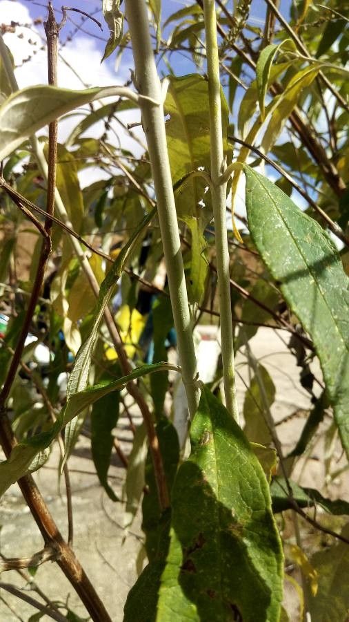 Buddleja asiatica bark