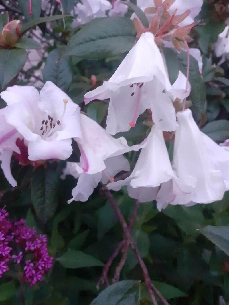 Rhododendron edgeworthii — houseplant care guide