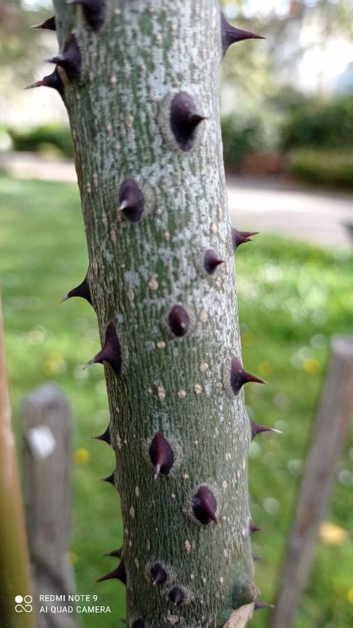 Zanthoxylum ailanthoides bark