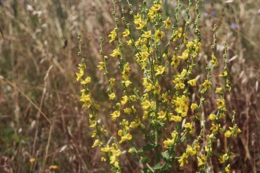 Verbascum undulatum flower