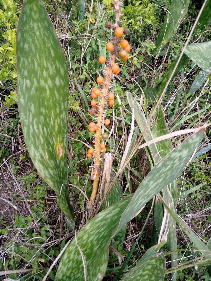 Sansevieria dawei fruit