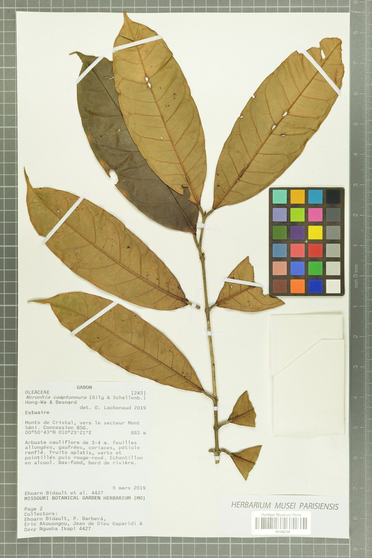 Noronhia camptoneura — houseplant care guide